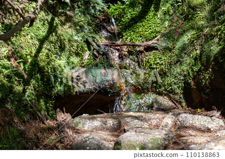 Mountain trail from Takatsuka Hut in Yakushima to Shiratani Unsuikyo Gorge Mountain trail from Takatsuka Hut in Yakushima to Shiratani Unsuikyo Gorge 110138863