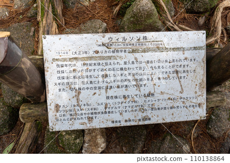 Mountain trail from Takatsuka Hut in Yakushima to Shiratani Unsuikyo Gorge 110138864