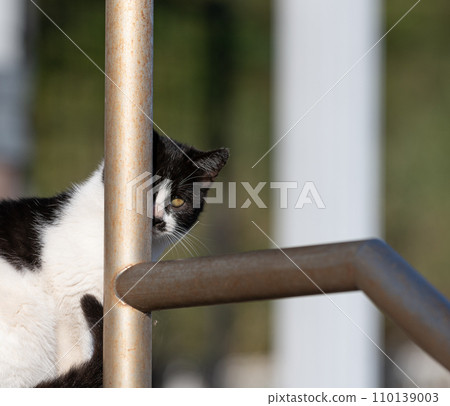 Cat glancing Cat glancing 110139003
