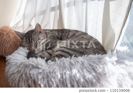 Sabatra cat sleeping by the window Sabatra cat sleeping by the window 110139006