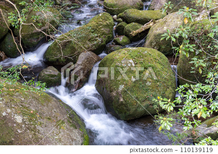 Shiratani Unsuikyo area of Yakushima 110139119
