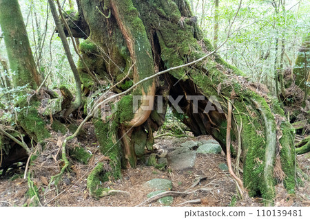 Shiratani Unsuikyo area of Yakushima 110139481
