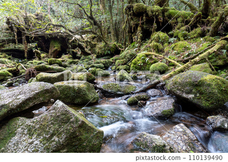 屋久島白谷雲水峽地區 110139490
