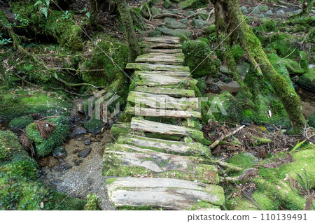 屋久島白谷雲水峽地區 110139491