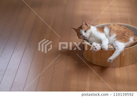 睡貓棕虎白 睡貓棕虎白 110139592