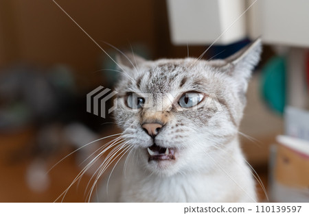 耀眼的貓 暹羅虎斑貓 110139597