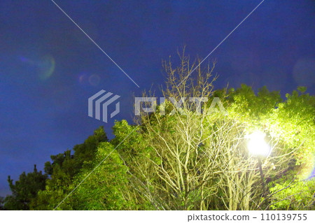 晚上公園裡的路燈和樹木 110139755