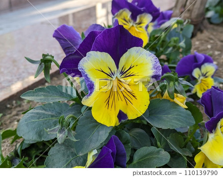 冬季花園中盛開的黃色和紫色雙色三色堇花 冬季花園中盛開的黃色和紫色雙色三色堇花 110139790