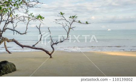 Trees on sand beach with blue sky on sea background 110139802