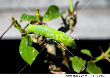 Chrysalis butterfly eating Kratom or Mitragyna speciosa Korth leaf 110139830