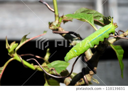 Chrysalis butterfly eating Kratom or Mitragyna speciosa Korth leaf Chrysalis butterfly eating Kratom or Mitragyna speciosa Korth leaf 110139831