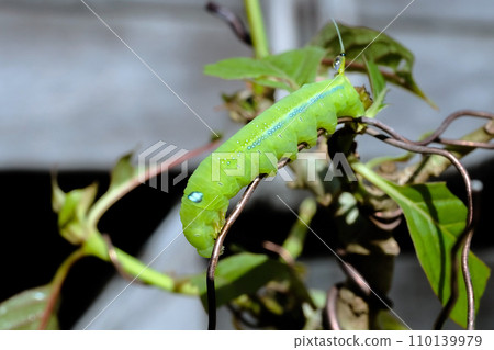 Chrysalis butterfly eating Kratom or Mitragyna speciosa Korth leaf Chrysalis butterfly eating Kratom or Mitragyna speciosa Korth leaf 110139979