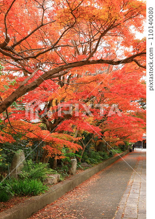Yamaguchi City Ryufukuji temple approach with autumn leaves 110140080
