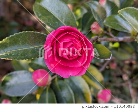 Red camellia flowers blooming in the winter garden Red camellia flowers blooming in the winter garden 110140088