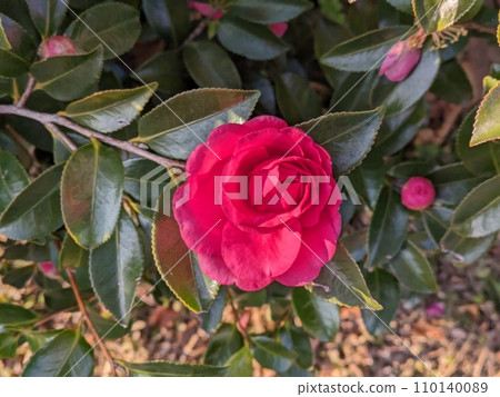 Red camellia flowers blooming in the winter garden Red camellia flowers blooming in the winter garden 110140089