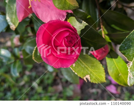 Red camellia flowers blooming in the winter garden Red camellia flowers blooming in the winter garden 110140090