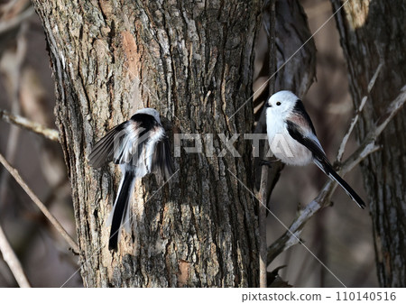 Snow Fairy Shima Enaga 110140516