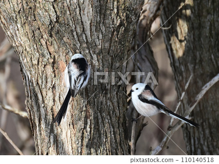 Snow Fairy Shima Enaga 110140518