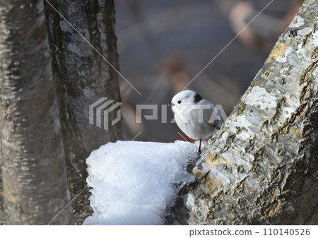 Snow Fairy Shima Enaga Snow Fairy Shima Enaga 110140526