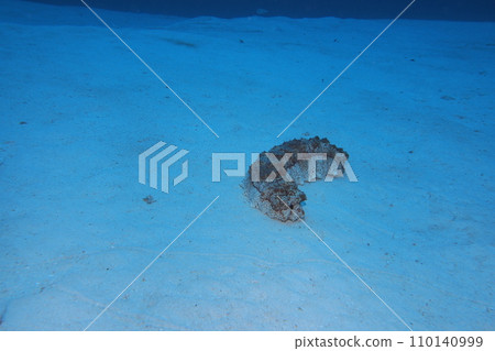 Blue Sea Sea Cucumber Underwater Photography Okinawa Sea Blue Sea Sea Cucumber Underwater Photography Okinawa Sea 110140999