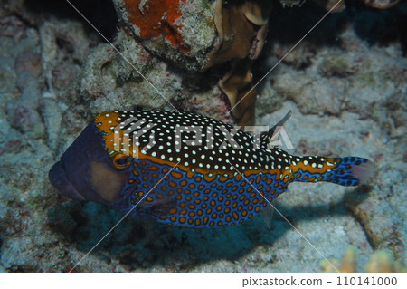 Black boxfish swimming on a coral reef, Okinawa sea, underwater photo Black boxfish swimming on a coral reef, Okinawa sea, underwater photo 110141000