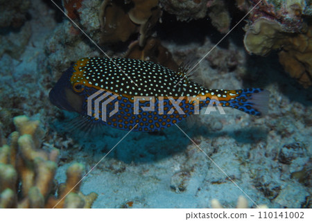 Black boxfish swimming on a coral reef, Okinawa sea, underwater photo 110141002