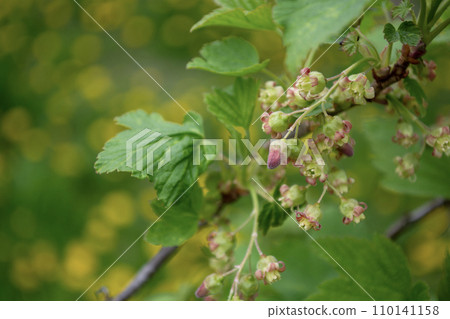 Red currant blossoms. 110141158
