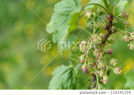 Close-up of red currant flowers on a branch with green leaves Close-up of red currant flowers on a branch with green leaves 110141159