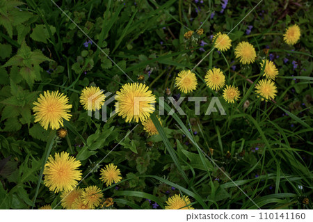Yellow dandelions on a green meadow in the spring. Yellow dandelions on a green meadow in the spring. 110141160