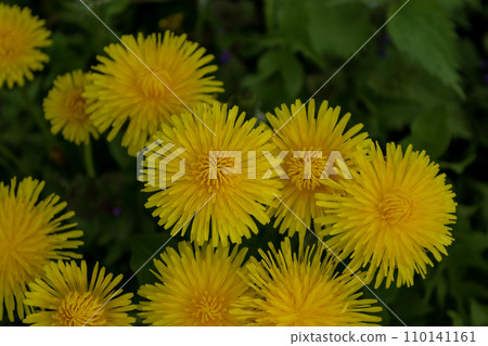 Yellow dandelion flowers on a green background. Close-up. 110141161