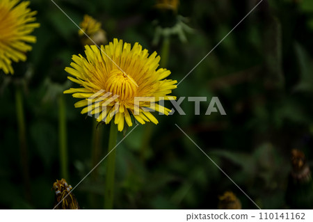Yellow dandelion flower. Taraxacum officinale. Yellow dandelion flower. Taraxacum officinale. 110141162