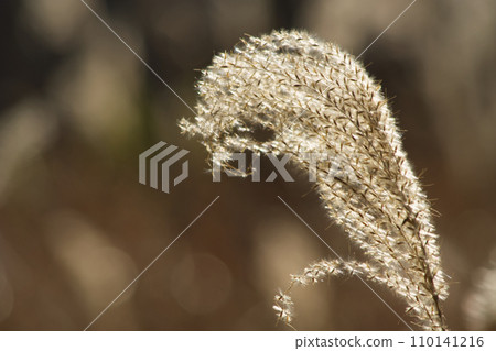 初冬的紫芒在湖邊搖曳 初冬的紫芒在湖邊搖曳 110141216
