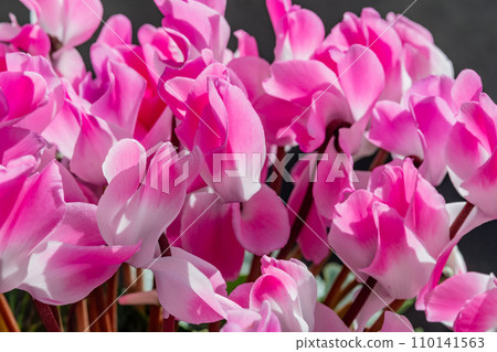 亮粉色仙客來 110141563