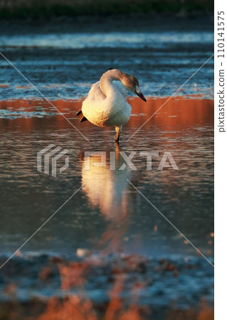 Tundra swans from Siberia 110141575
