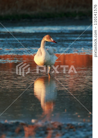 Tundra swans from Siberia 110141576