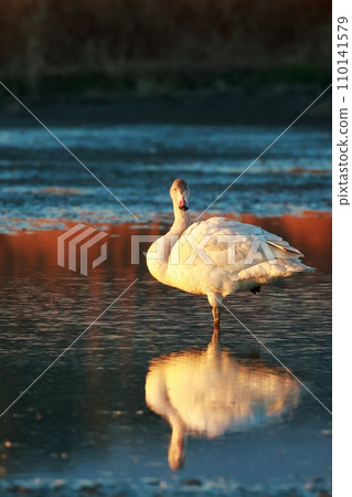 Tundra swans from Siberia 110141579