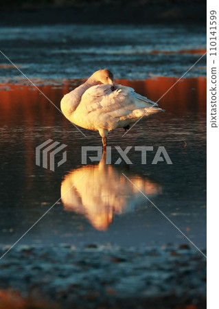Tundra swans from Siberia Tundra swans from Siberia 110141599