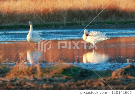 Tundra swans from Siberia 110141605