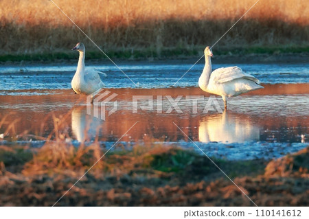 來自西伯利亞的苔原天鵝 110141612