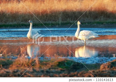 來自西伯利亞的苔原天鵝 110141613