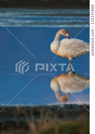 Tundra swans from Siberia Tundra swans from Siberia 110141666