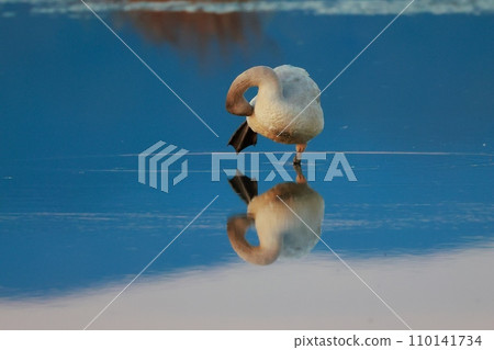 Tundra swans from Siberia Tundra swans from Siberia 110141734
