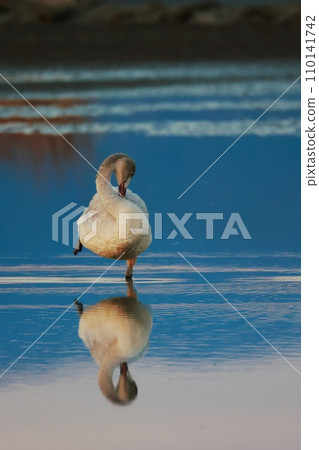 來自西伯利亞的苔原天鵝 來自西伯利亞的苔原天鵝 110141742