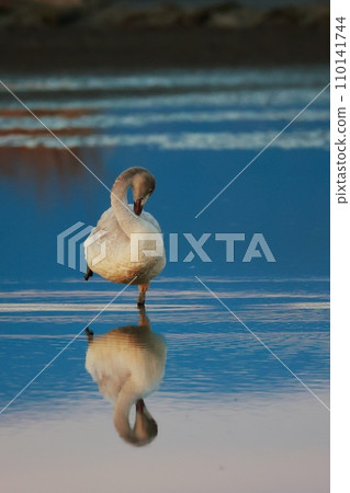 來自西伯利亞的苔原天鵝 110141744