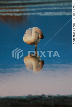 Tundra swans from Siberia Tundra swans from Siberia 110141756