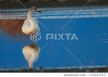 Tundra swans from Siberia Tundra swans from Siberia 110141757