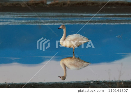 Tundra swans from Siberia Tundra swans from Siberia 110141807