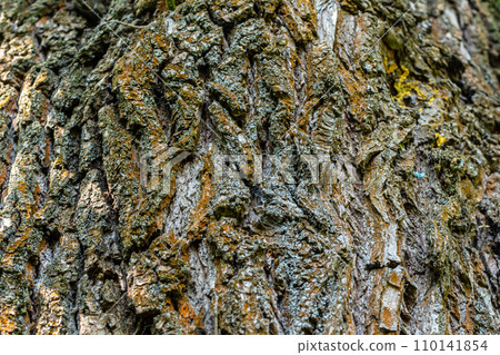 Old Wood Tree Texture Background Pattern 110141854