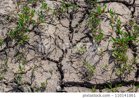 Wall texture soil dry crack pattern of drought lack of water of nature brown old broken background Wall texture soil dry crack pattern of drought lack of water of nature brown old broken background 110141861