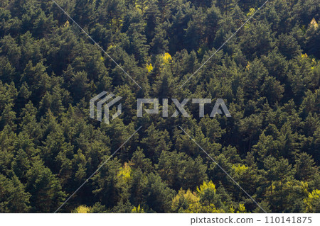 Aerial top view forest tree, Rainforest ecosystem and healthy environment concept and background, Texture of green tree forest view from above Aerial top view forest tree, Rainforest ecosystem and healthy environment concept and background, Texture of green tree forest view from above 110141875